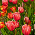 Mélange de tulipes 'Darwin Hybrid Mixed'