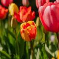 Mélange de tulipes 'Darwin Hybrid Mixed'
