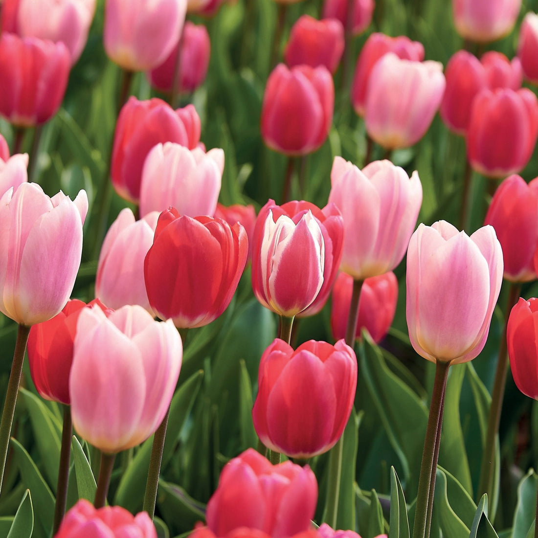 Mélange de tulipes 'Delight Mixed'