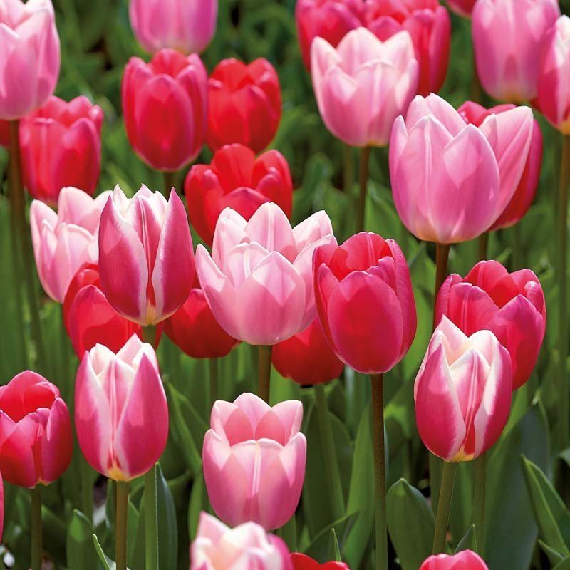 Mélange de tulipes 'Delight Mixed'