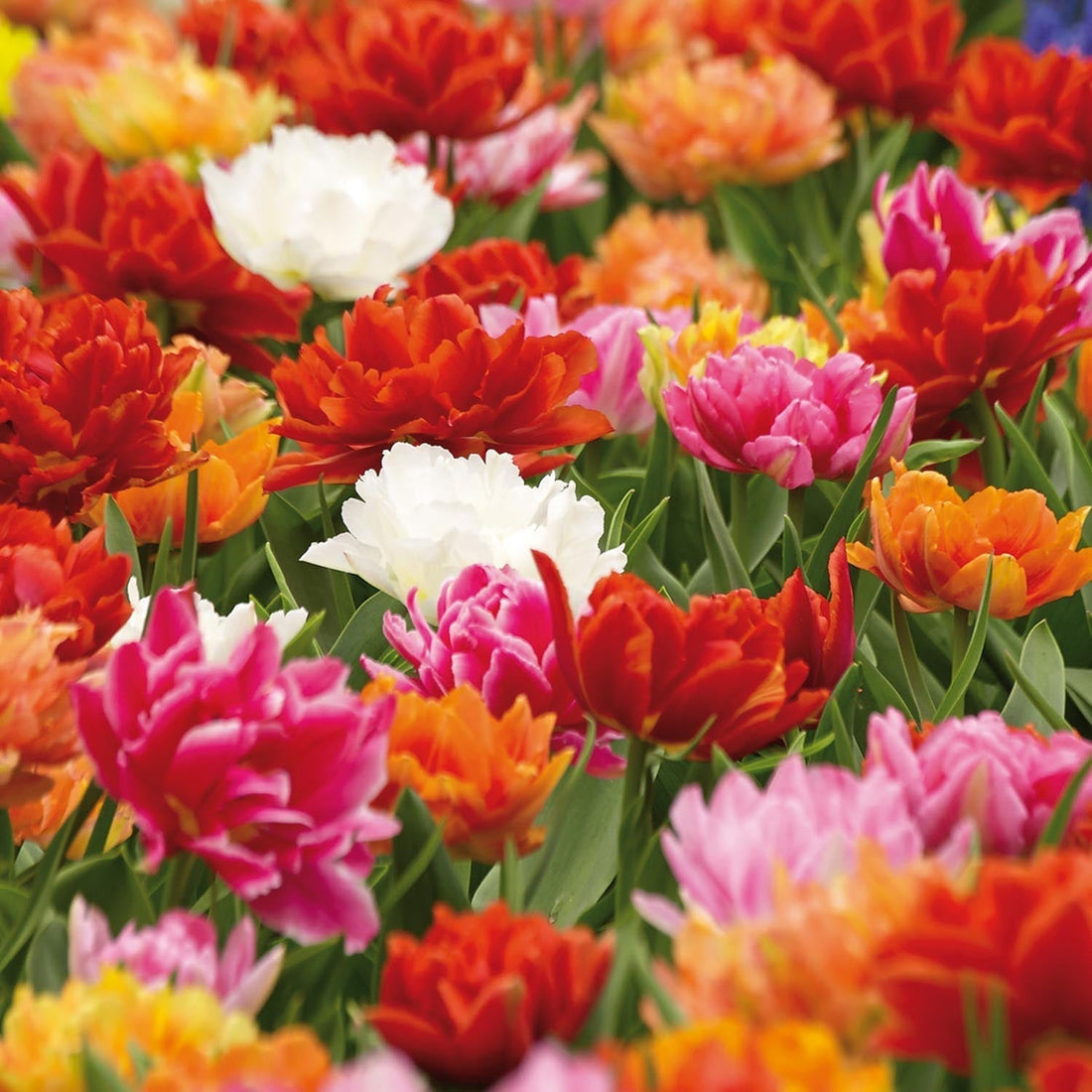 Mélange de tulipes 'Double Early Mixed'