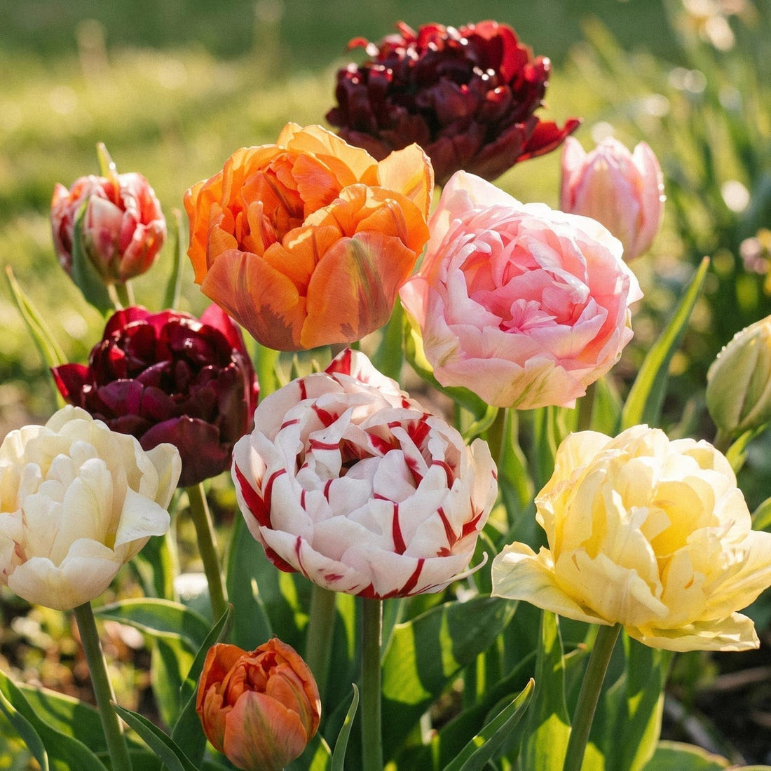 Mélange de tulipes 'Double Late Mixed'