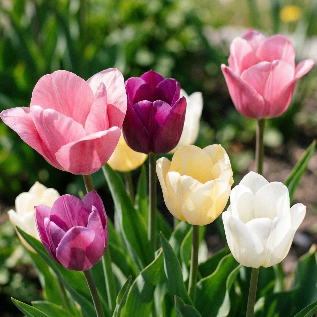 Mélange de tulipes 'Easter Basket Mixed'