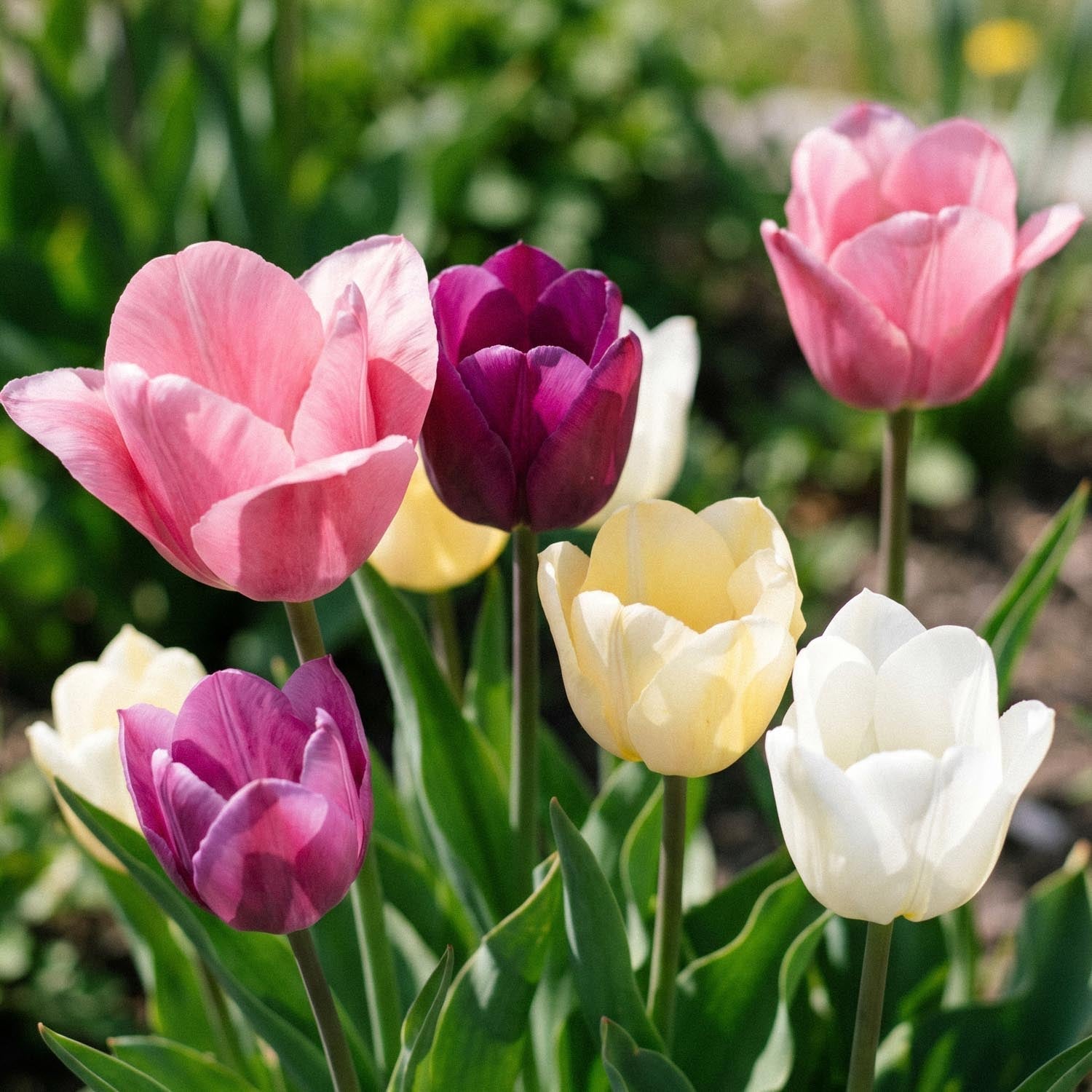 Mélange de tulipes 'Easter Basket Mixed'