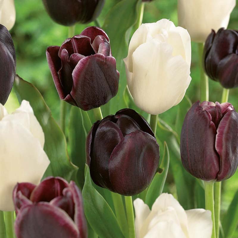 Mélange de tulipes 'Ebony&Ivory Mixed'