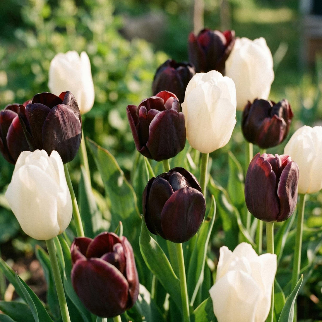 Mélange de tulipes 'Ebony&Ivory Mixed'