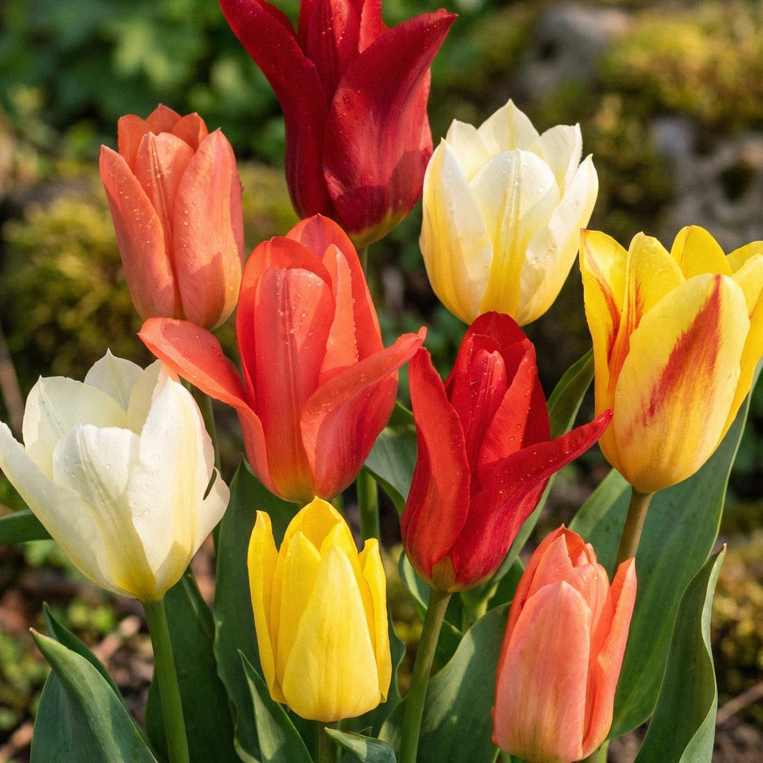 Mélange de tulipes 'Fosteriana Mixed'