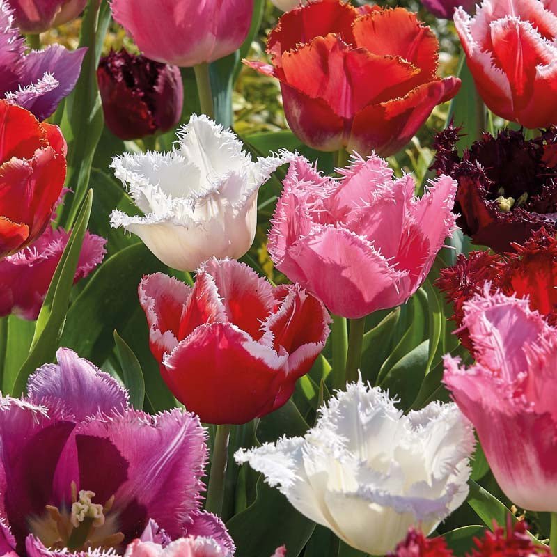 Mélange de tulipes 'Fringed Mixed'