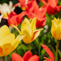 Mélange de tulipes 'Greigii Mixed'