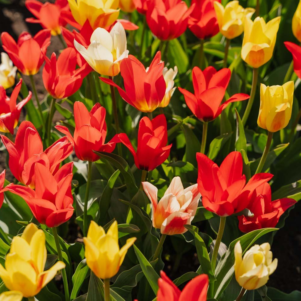 Mélange de tulipes 'Greigii Mixed'