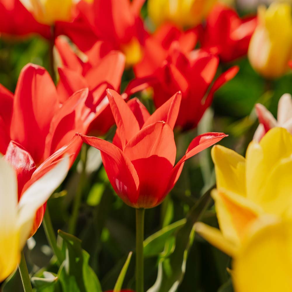 Mélange de tulipes 'Greigii Mixed'