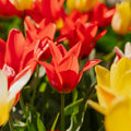 Mélange de tulipes 'Greigii Mixed'