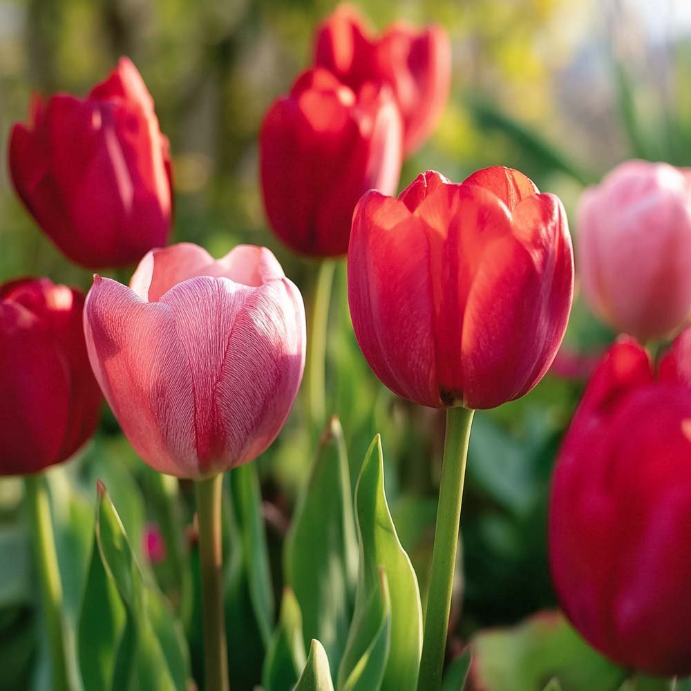 Mélange de tulipes 'Impression Mixed'