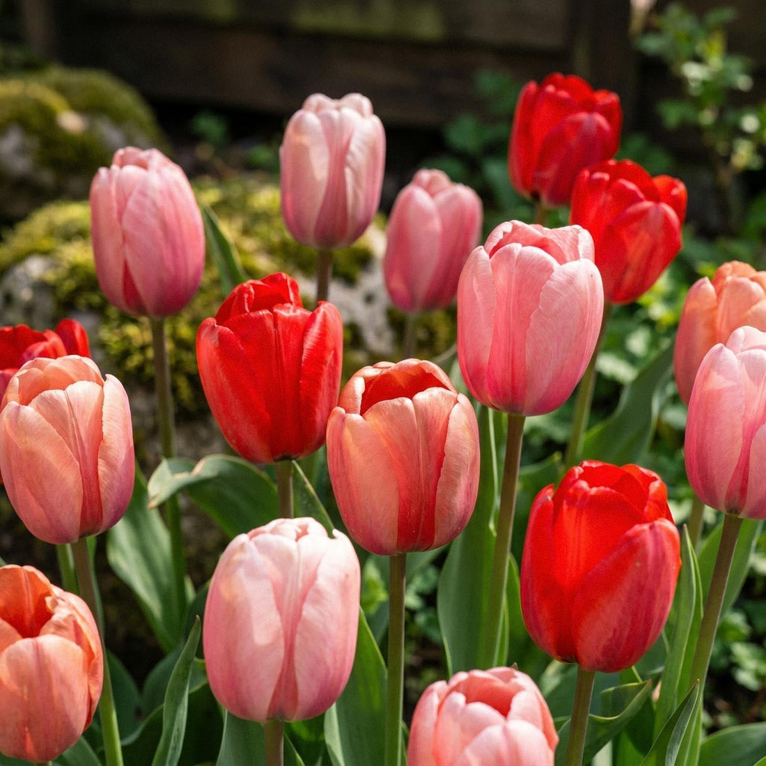 Mélange de tulipes 'Impression Mixed'