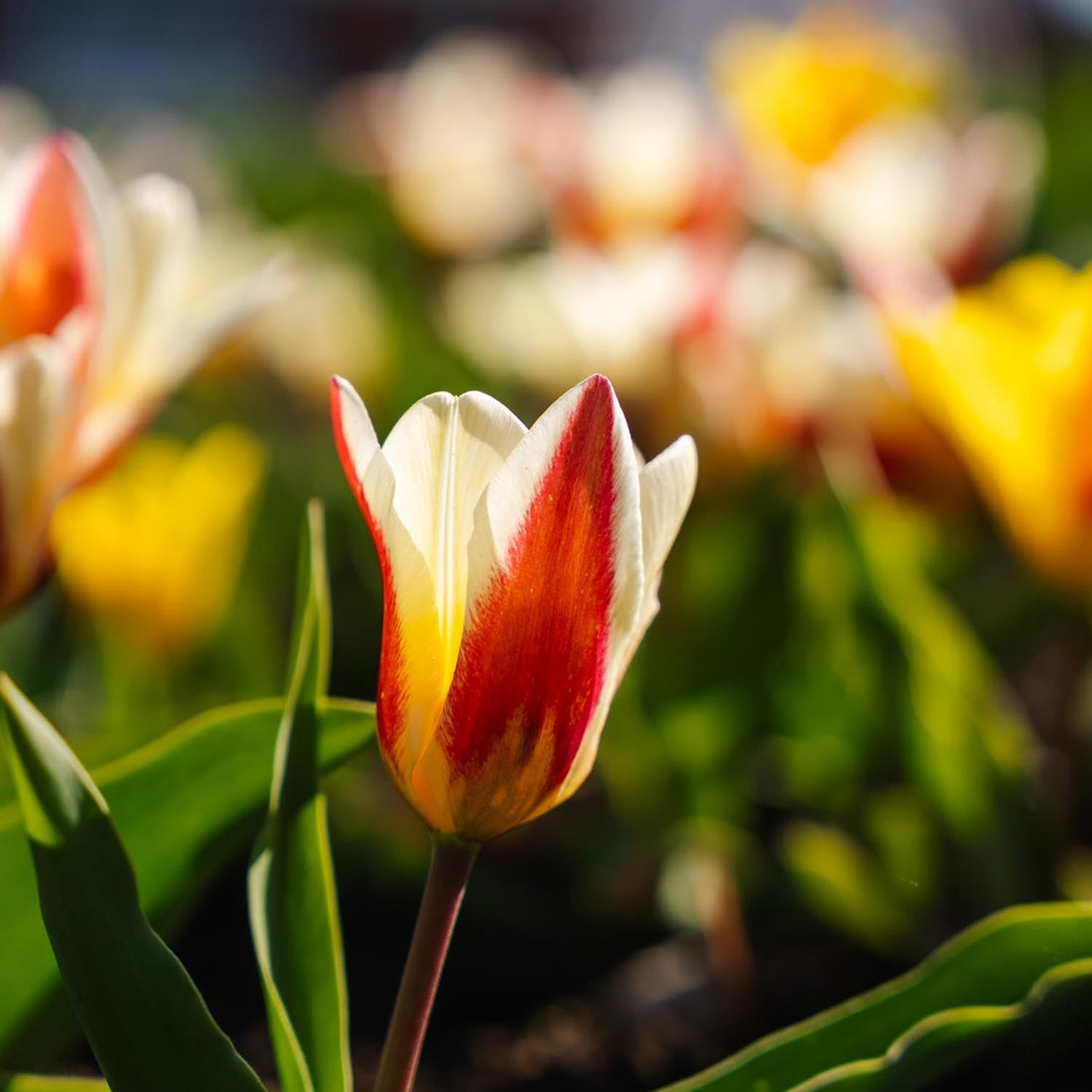 Mélange de tulipes 'Kaufmanniana Mixed'