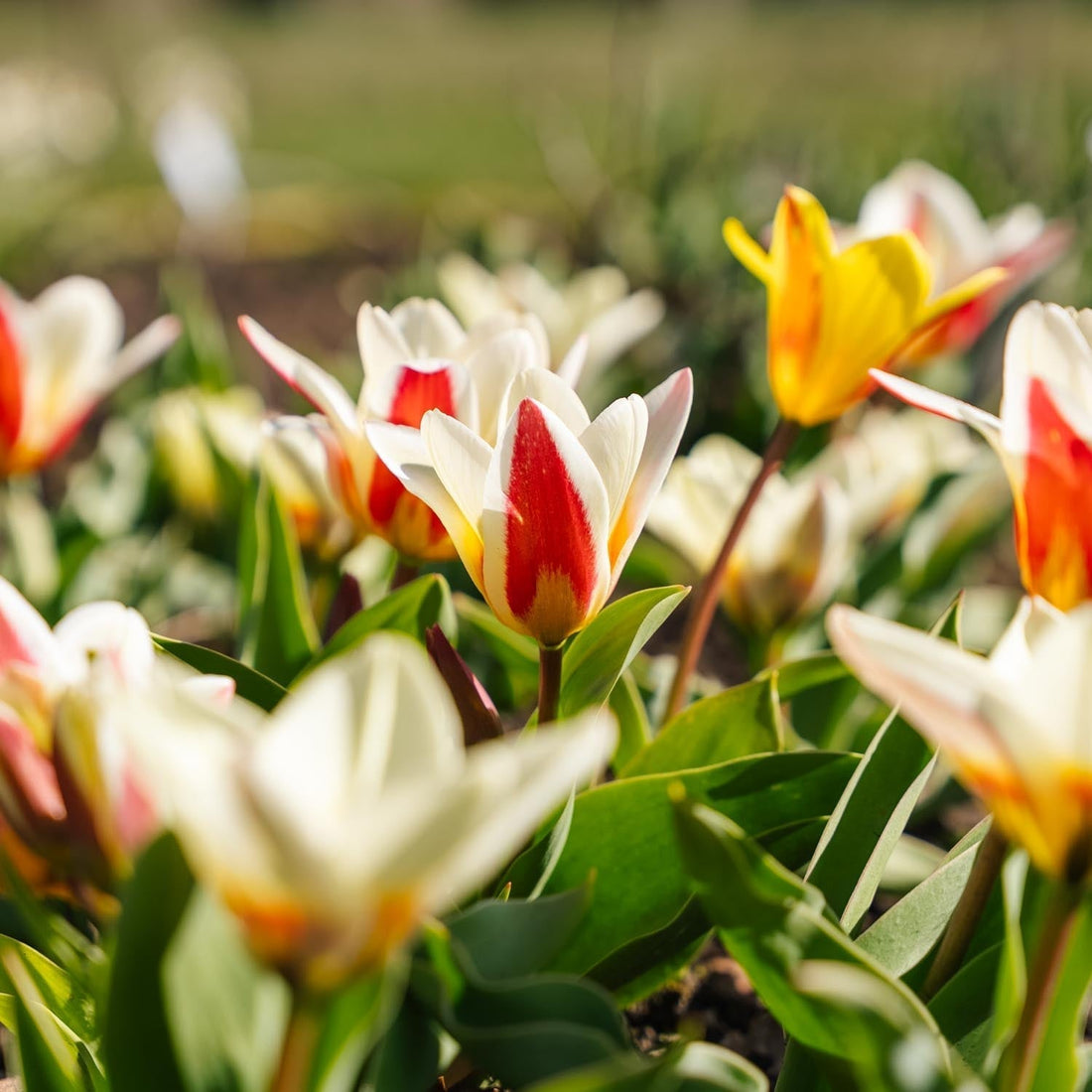 Mélange de tulipes 'Kaufmanniana Mixed'