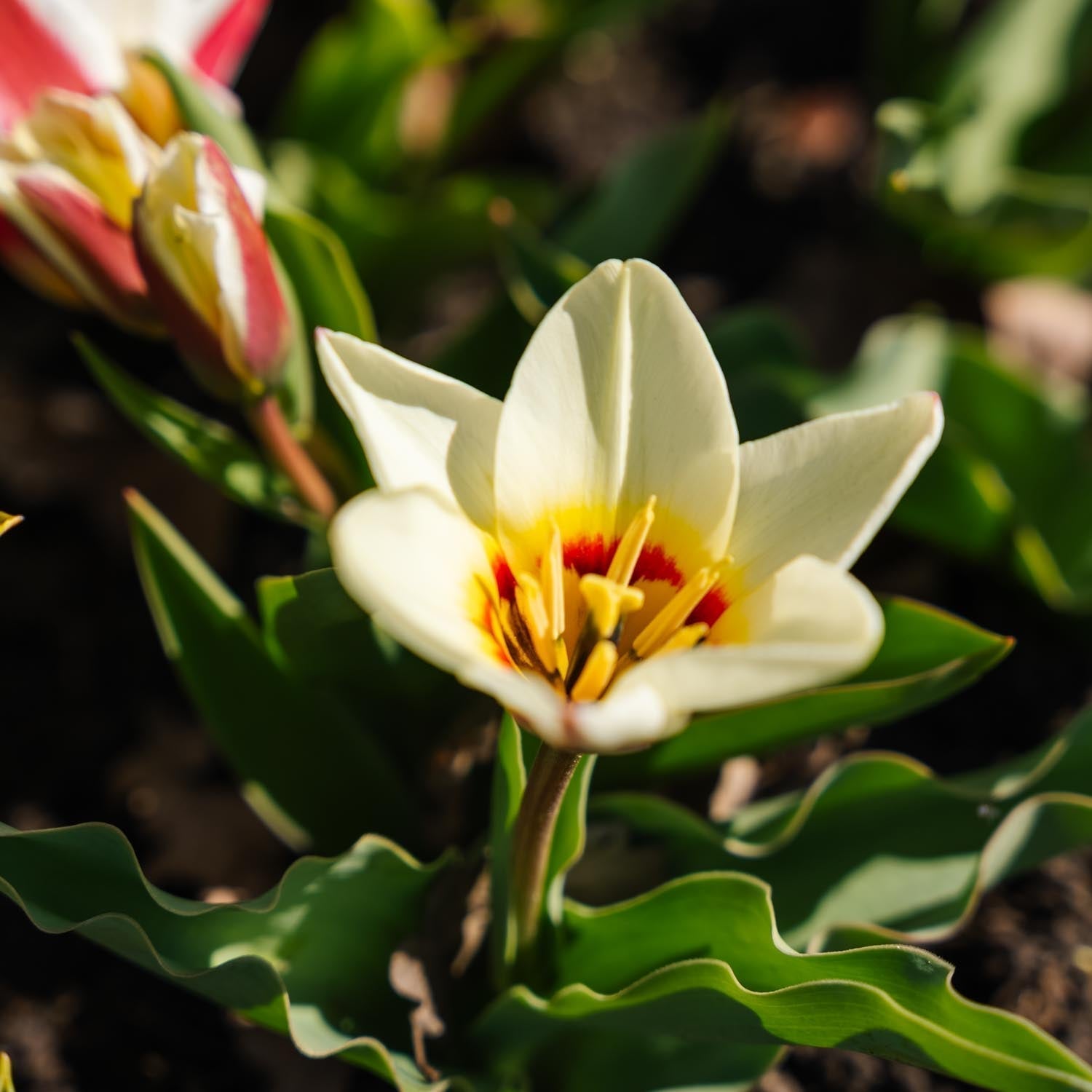 Mélange de tulipes 'Kaufmanniana Mixed'
