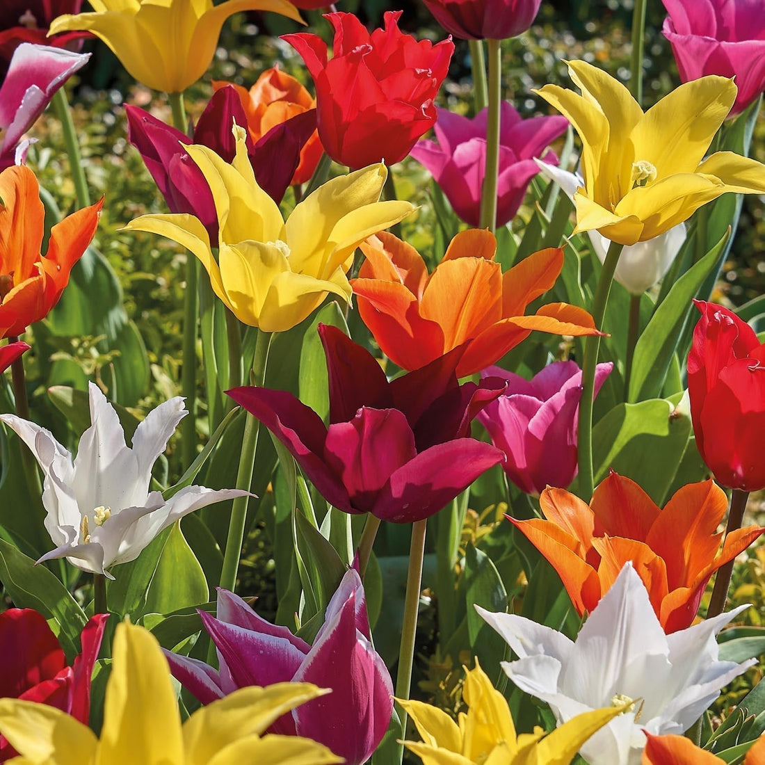 Mélange de tulipes 'Lily Flowering Mixed'