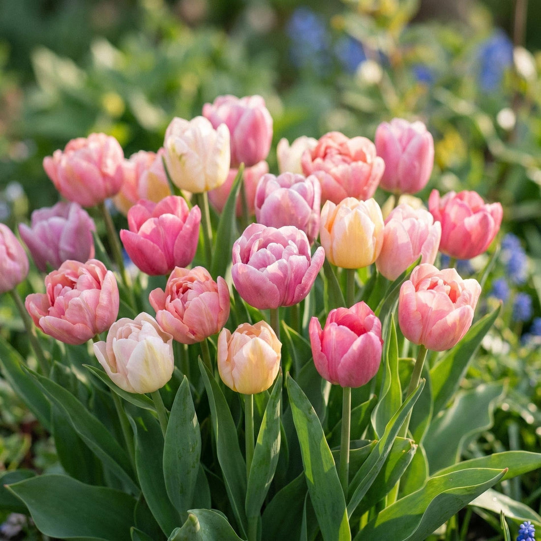 Mélange de tulipes 'Lovely Wedding Bouquet Mix'