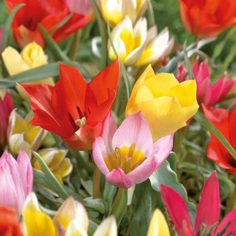 Mélange de tulipes 'Miniature Mixed'