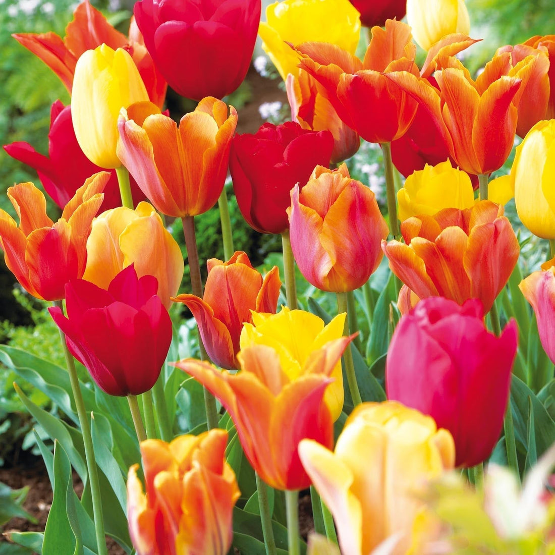 Mélange de tulipes 'Orange Mixed'