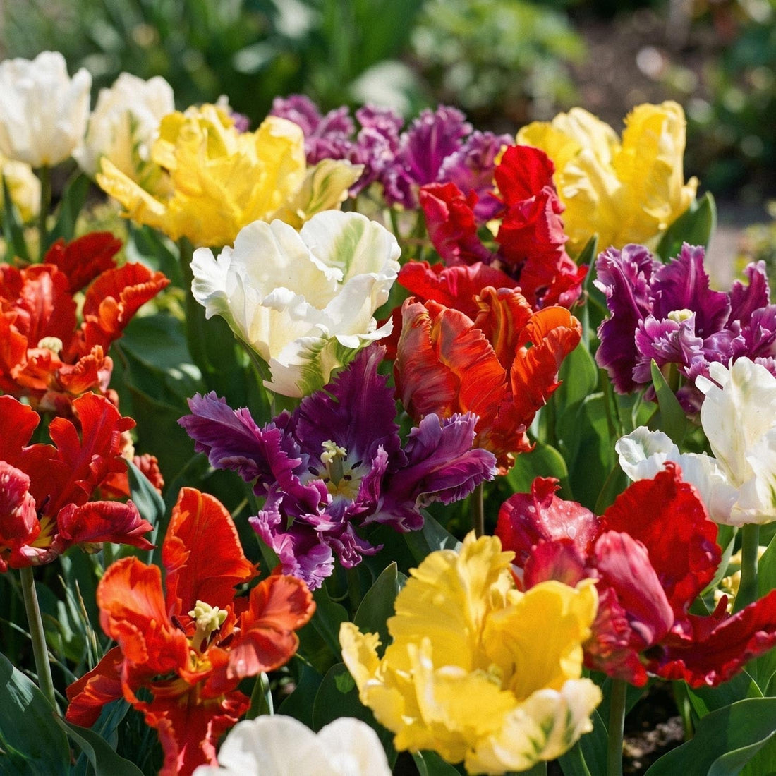 Mélange de tulipes 'Parrot Mixed'