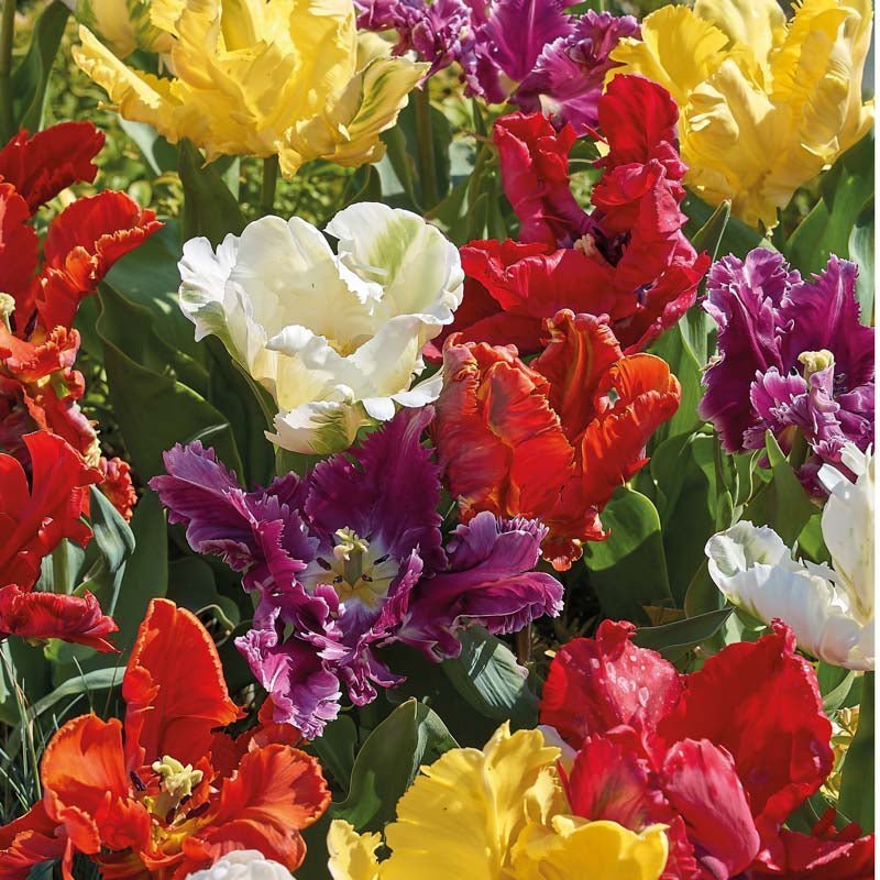Mélange de tulipes 'Parrot Mixed'
