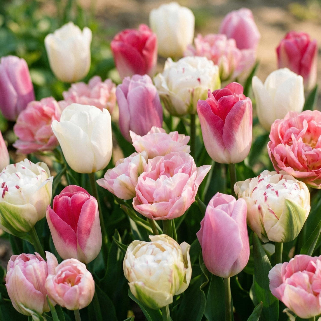 Mélange de tulipes 'Pink White Mixed'