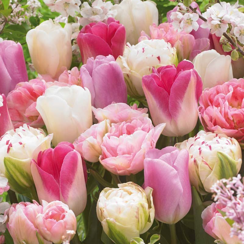 Mélange de tulipes 'Pink White Mixed'