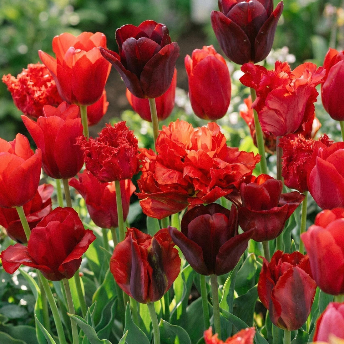 Mélange de tulipes 'Red Mixed'