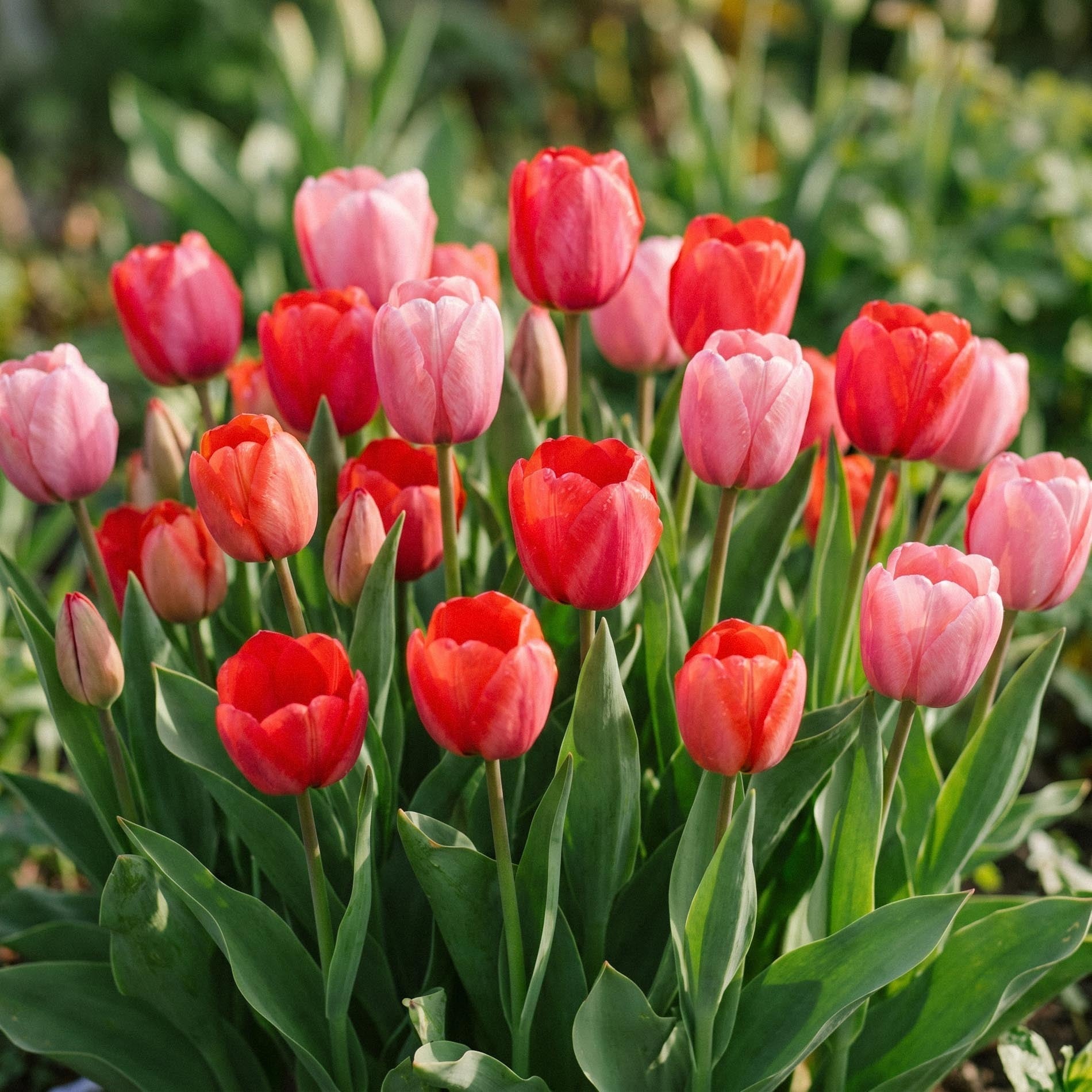Mélange de tulipes 'Red & Rosé Bouquet Mix'