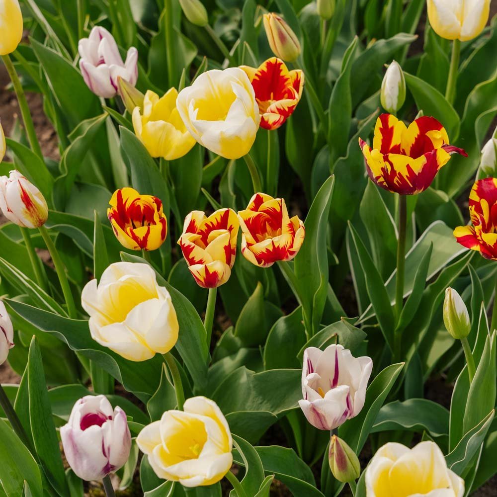Mélange de tulipes 'Rembrandt Mixed'