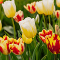 Mélange de tulipes 'Rembrandt Mixed'