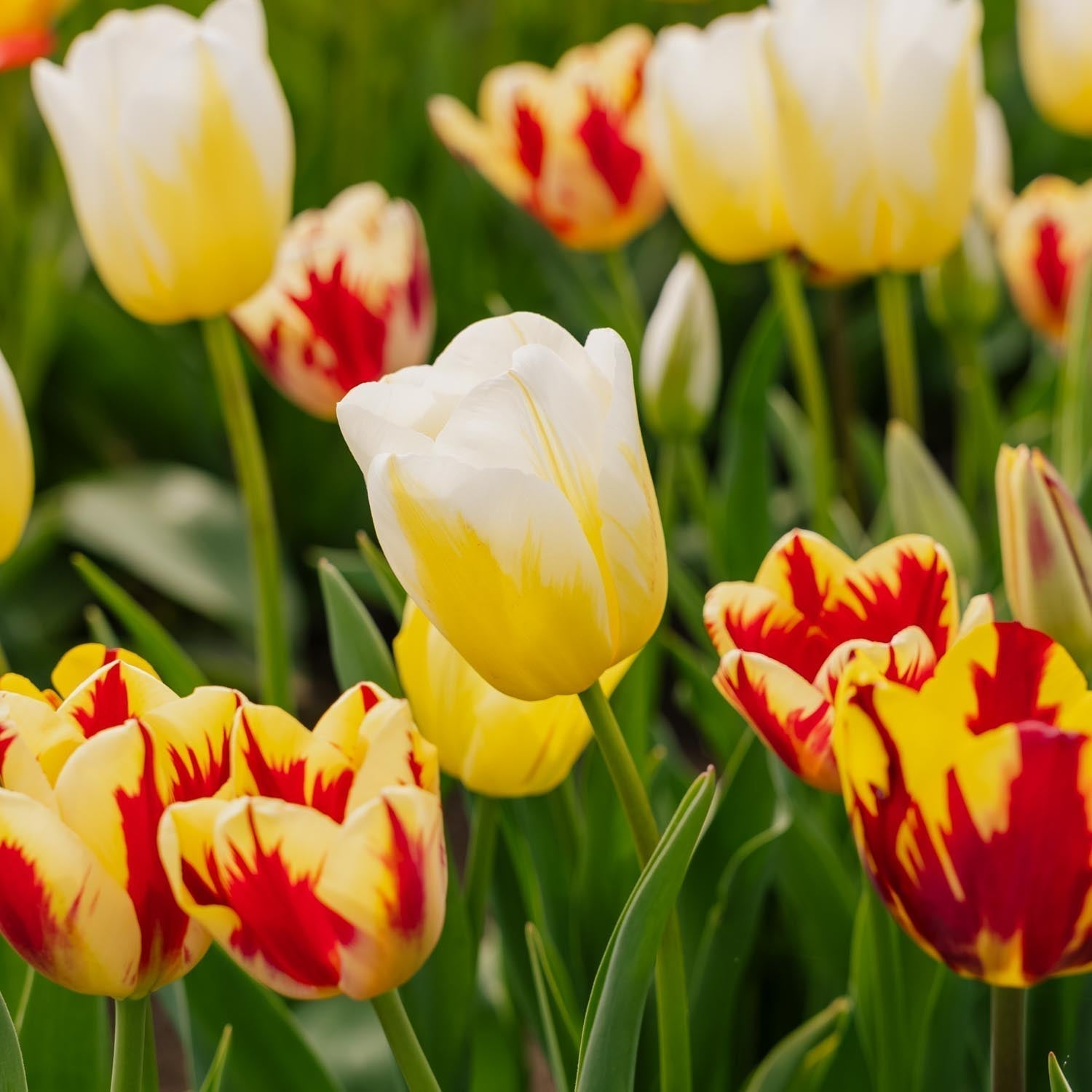 Mélange de tulipes 'Rembrandt Mixed'