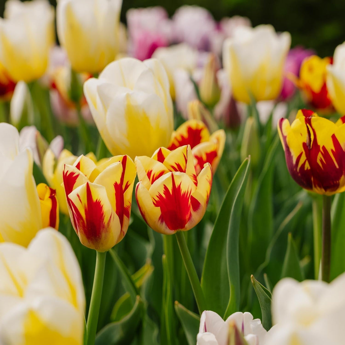 Mélange de tulipes 'Rembrandt Mixed'