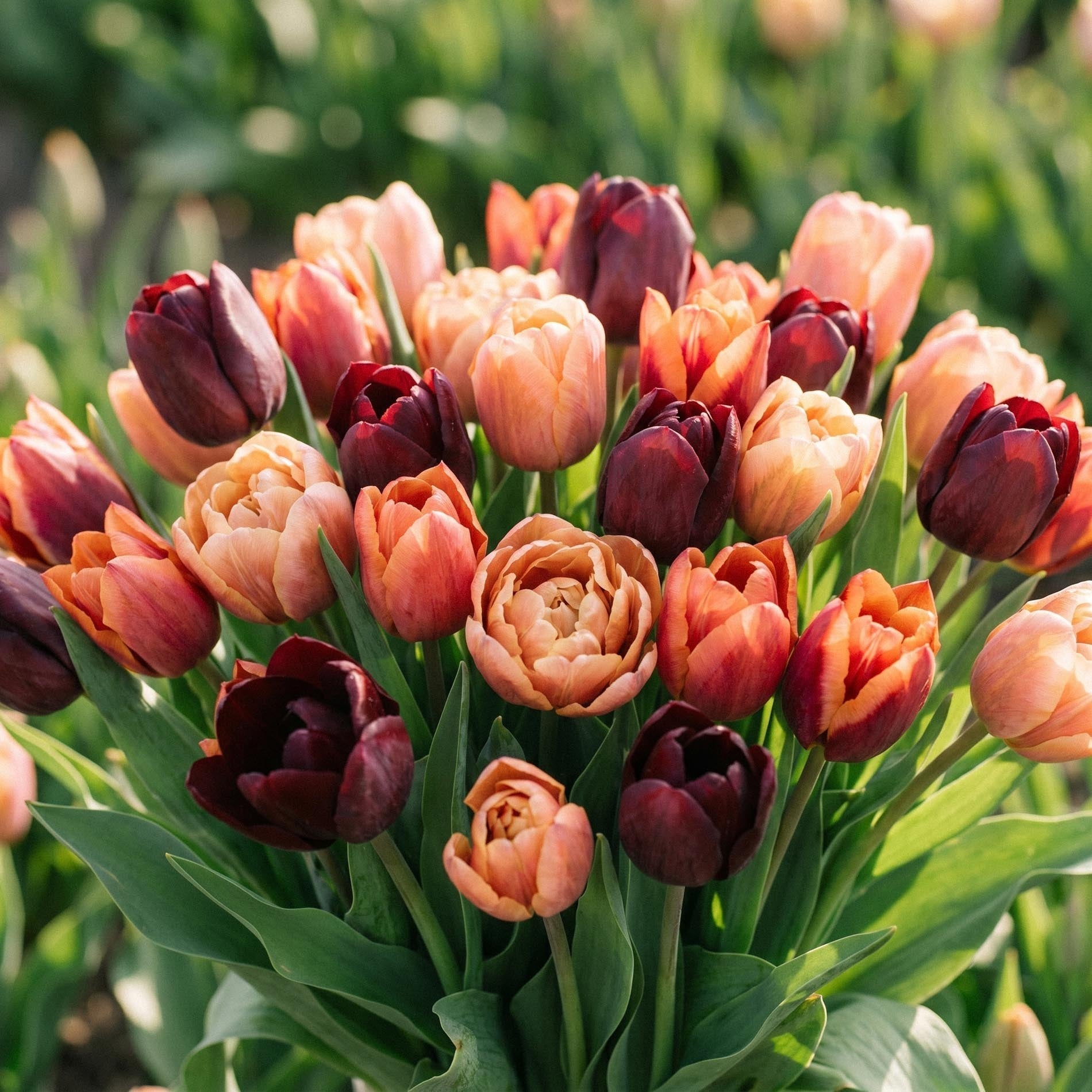 Mélange de tulipes 'Sassy Bouquet Mix'