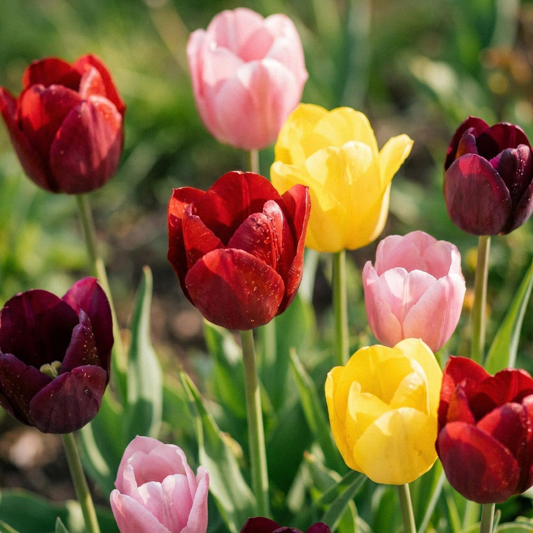 Mélange de tulipes 'Single Late Combi' Mixed
