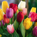 Mélange de tulipes 'Single Late Combi' Mixed