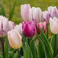 Mélange de tulipes 'Triumph Flag Mixed'