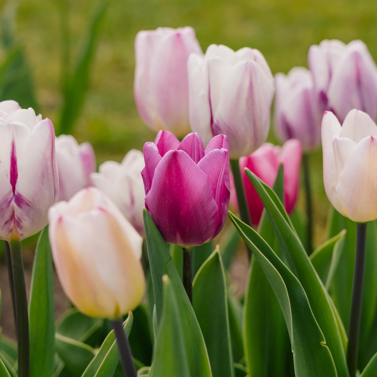 Mélange de tulipes 'Triumph Flag Mixed'