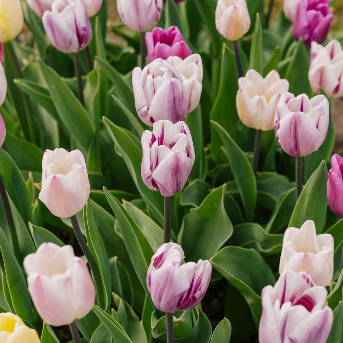 Mélange de tulipes 'Triumph Flag Mixed'