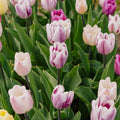 Mélange de tulipes 'Triumph Flag Mixed'