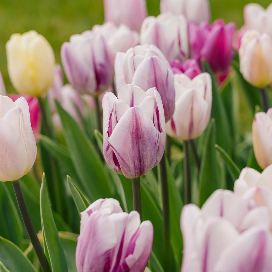Mélange de tulipes 'Triumph Flag Mixed'