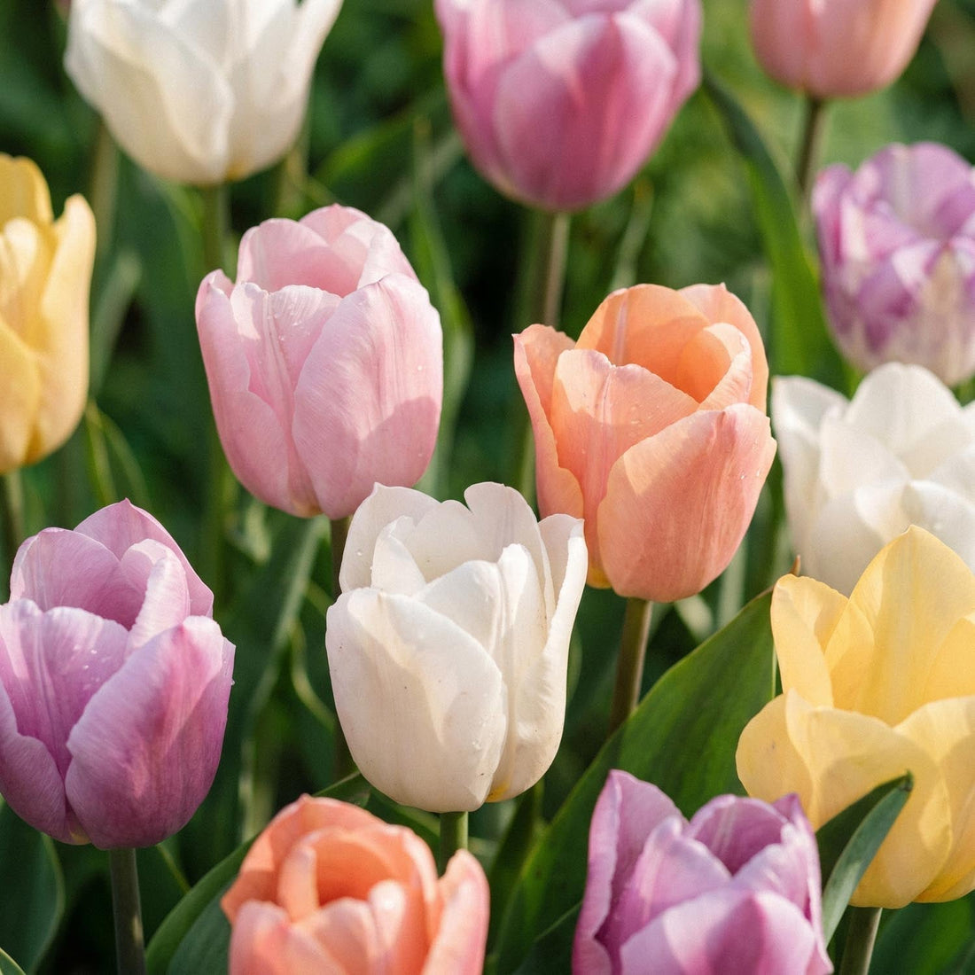 Mélange de tulipes 'Triumph Pastel Mix'