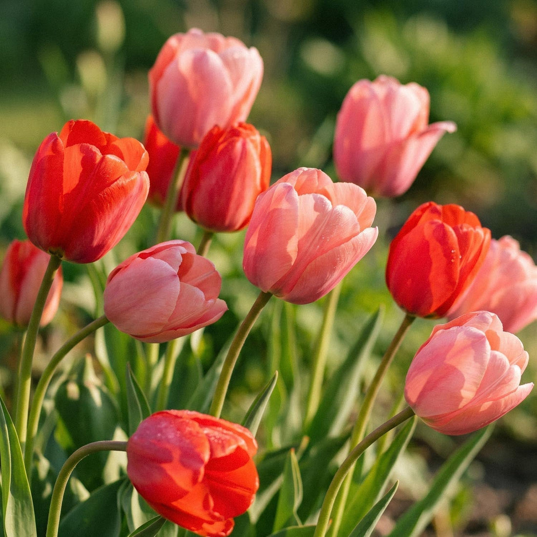 Mélange de tulipes 'Van Eijk Mixed'