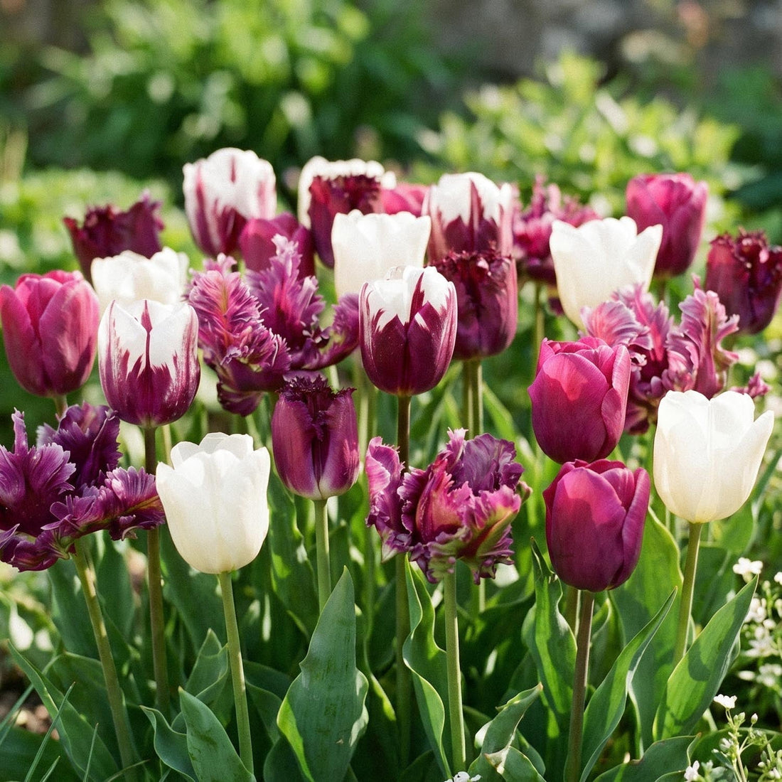 Mélange de tulipes 'Violet Lilac Mixed'
