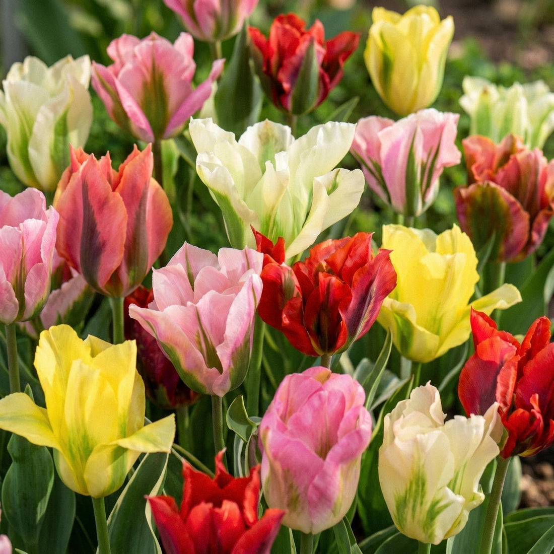 Mélange de tulipes 'Viridiflora Mixed'