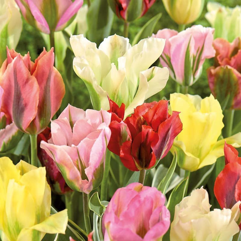Mélange de tulipes 'Viridiflora Mixed'