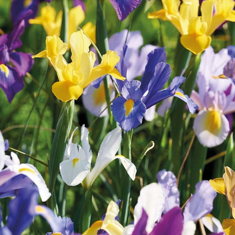 Mélange d’iris 'Hollandica Mixed'