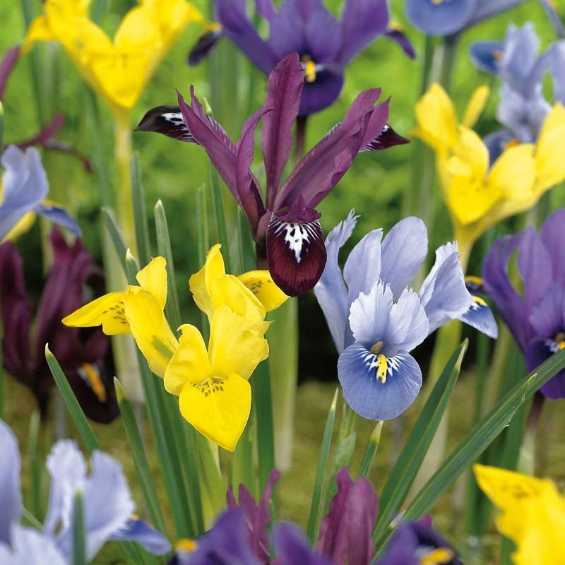 Mélange d’iris 'Reticulata Mixed'